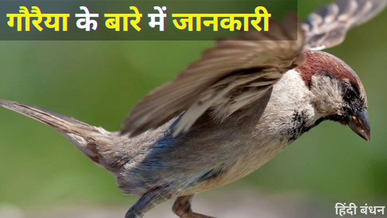 Sparrow in Hindi