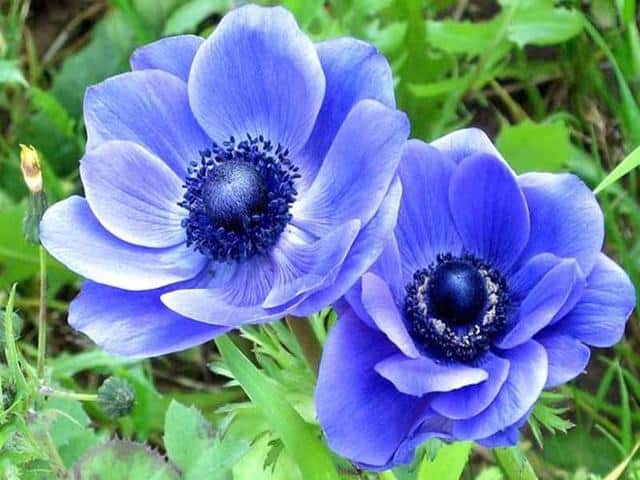 Blue Crown Anemones