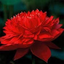 Red Lotus