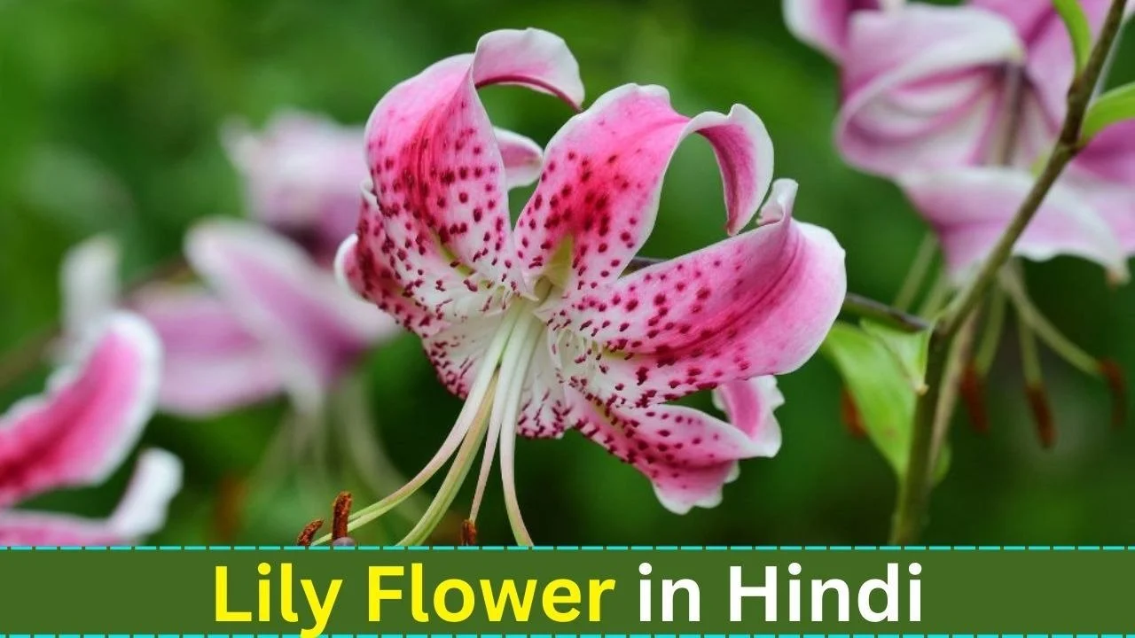Lily Flower in Hindi