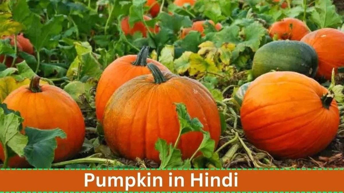 Pumpkin in Hindi