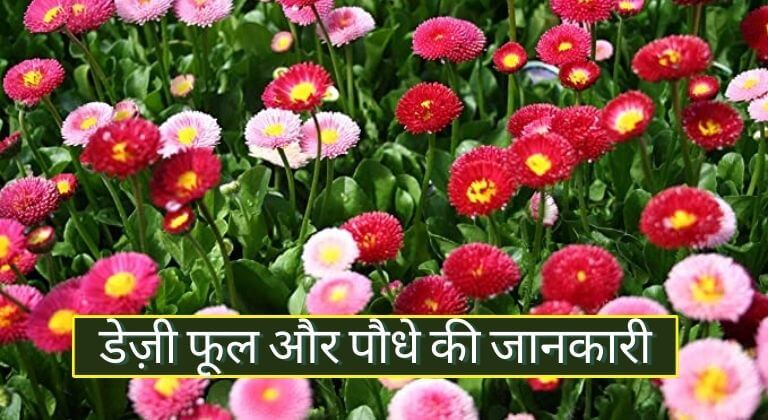 Daisy Flower in Hindi