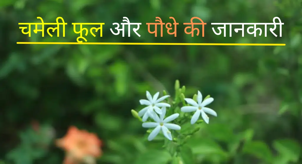 Jasmine Flower in Hindi