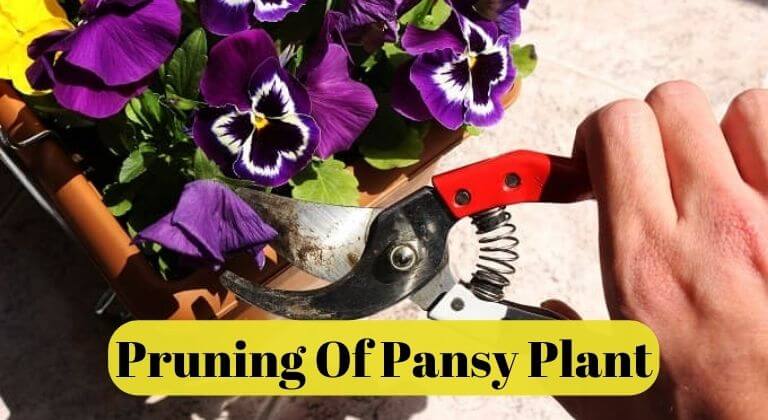 Pruning Pansy