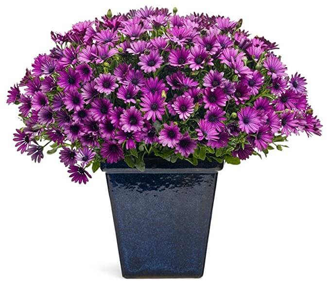 Top 10 Daisy Flower Hindi Name , It makes your garden fragrant :