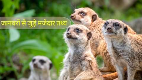 Animals Amazing Facts in Hindi