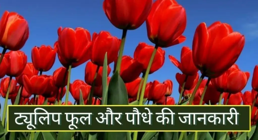 Tulip Flower in Hindi