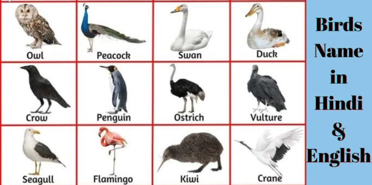 Birds Name in Hindi