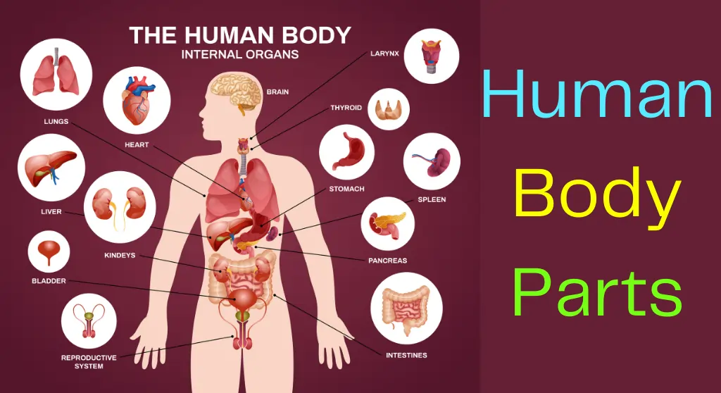 Human Body Parts Name in Hindi to English