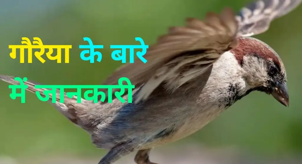 Sparrow in Hindi