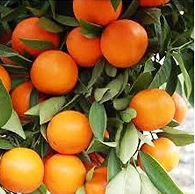 Malta fruit