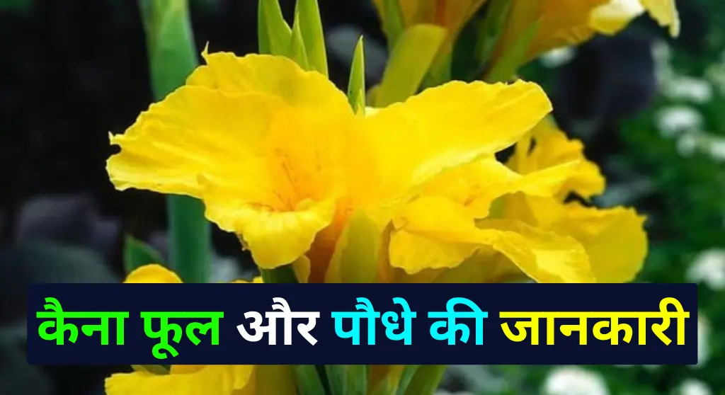Canna Flower in Hindi