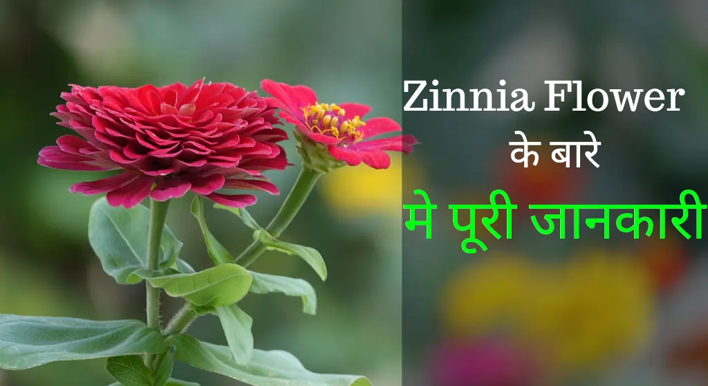 Zinnia Flower in Hindi